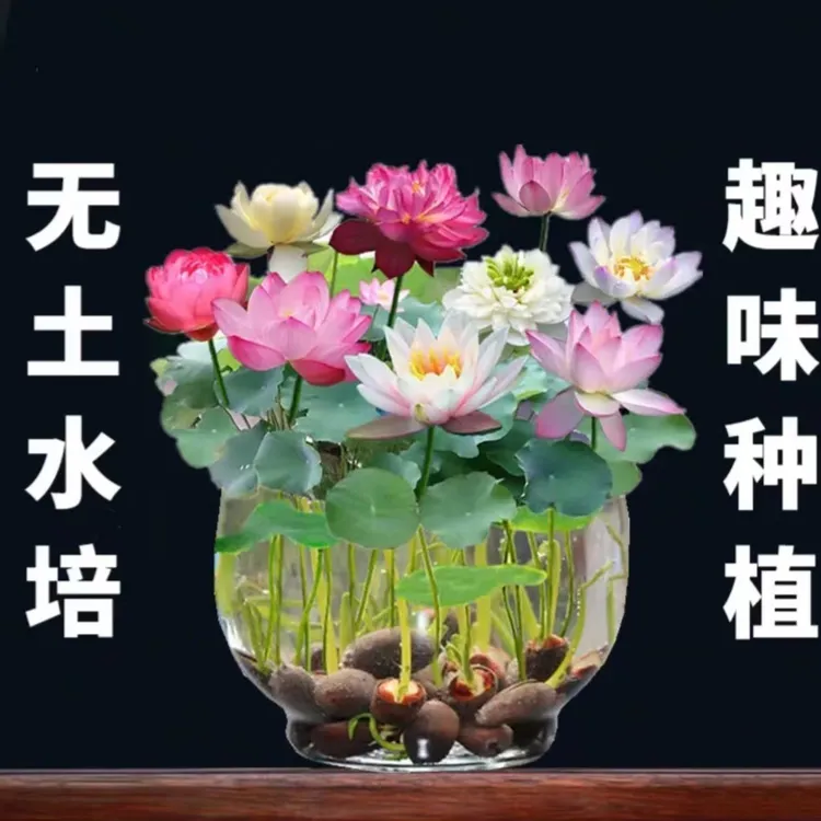 【水培莲花】无土水培莲花种子盆栽水养生水莲花四季开花A