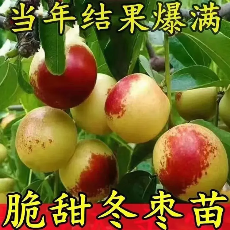 超甜沾化冬枣树苗正宗脆枣矮化盆地栽耐寒耐旱南北方种植当年结果
