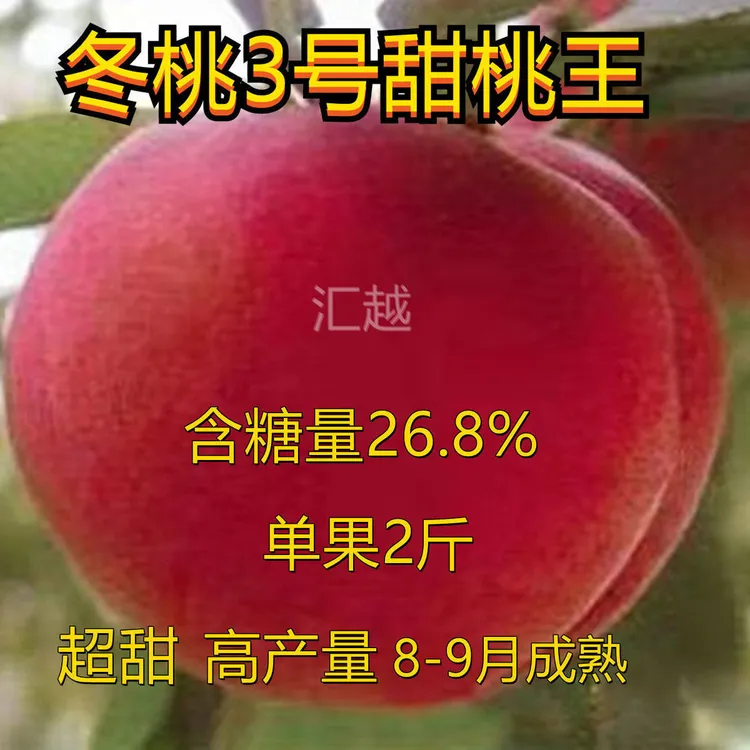 嫁接桃树苗特大新品种桃树苗冬桃树苗盆栽地栽苗南北方种植果树苗