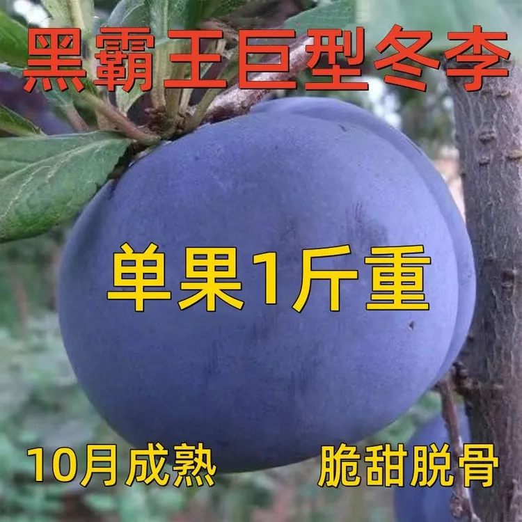 嫁接李子树苗新品种特大冬李子树苗晚熟果树苗南北方种植盆栽地栽