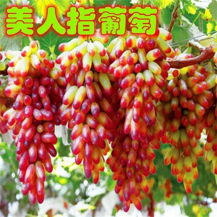 正宗美人指葡萄树苗提子超甜无籽果树苗玲珑指葡萄苗当年结果盆栽