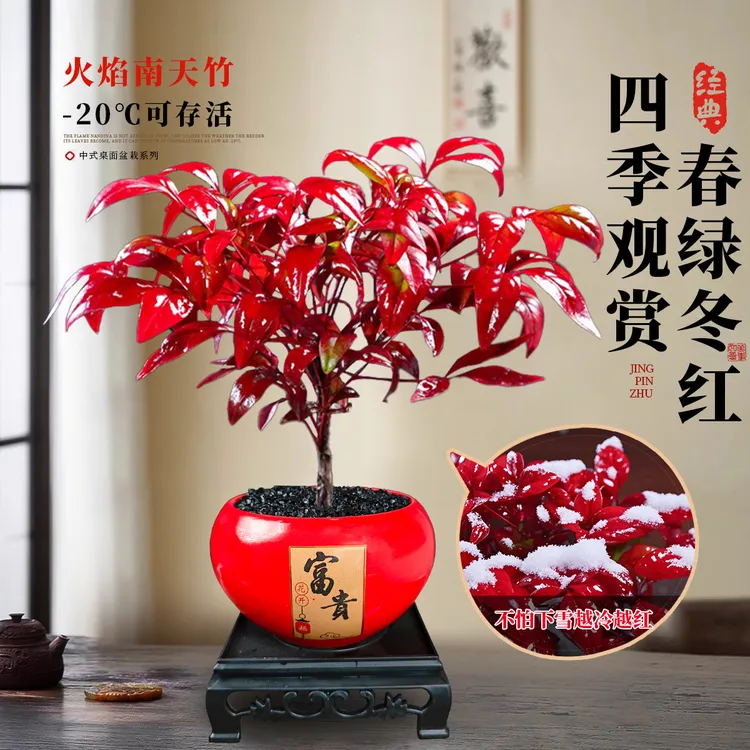 火焰南天竹盆栽绿植书房客厅办公桌面禅意创意摆件盆景好养易活