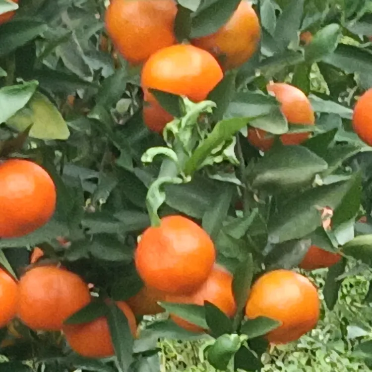 四川乐山农户自家种植现摘小橘子/糖橘/珉珉甜/3斤/5斤包邮