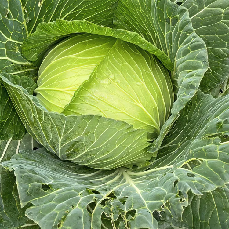 助农/四川新鲜包菜莲花白/自然露天不打药/净重2斤4斤以上包邮