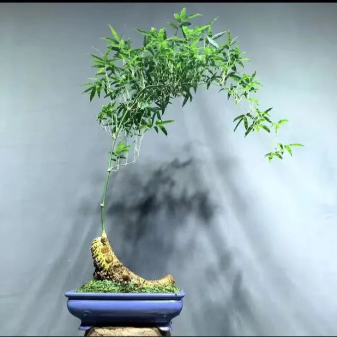 广东小叶簕竹绿植