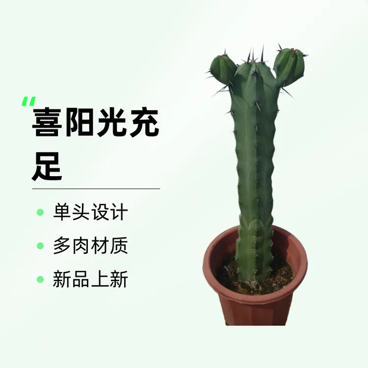 龙神木仙人柱多肉植物仙人球室内办公室防辐射北欧开花小盆栽包邮
