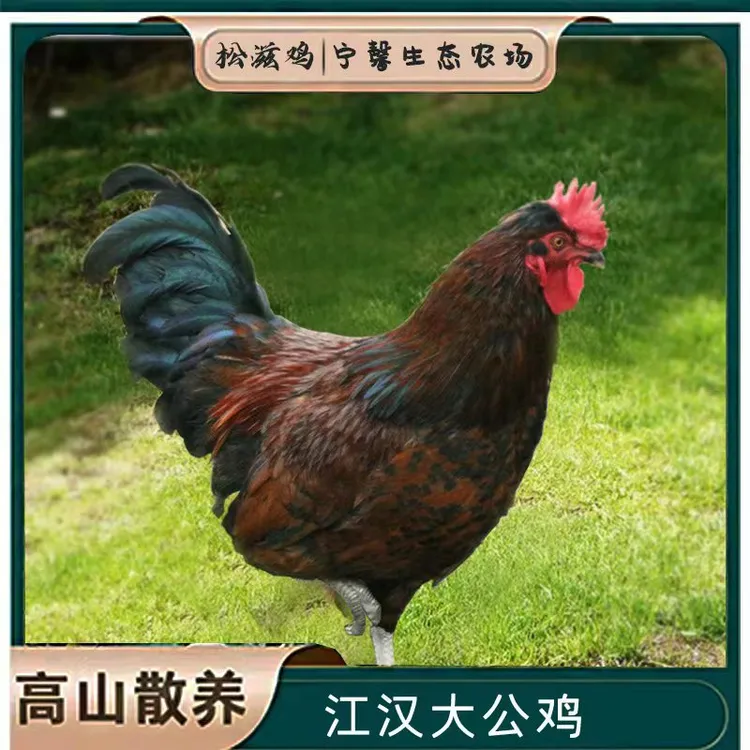 【散养走地老公鸡】农家粮食散养新鲜天然高山散养食用大公鸡生鲜