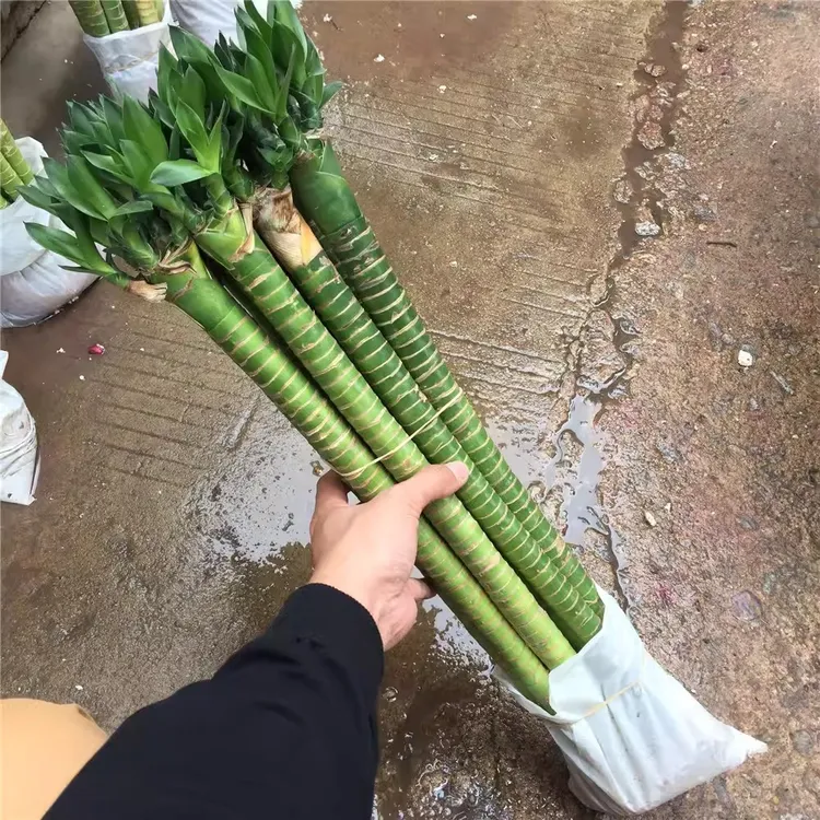 带根富贵竹水培绿植龙竹水养开运竹子盆栽客厅室内招财水培植物