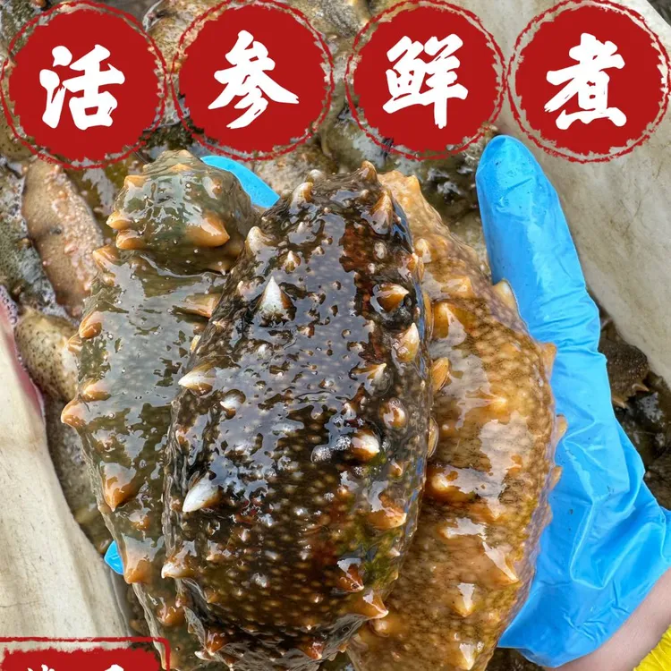 （纯野生）活海参鲜冻参深海海参送礼滋补品高泡发非即食参包邮