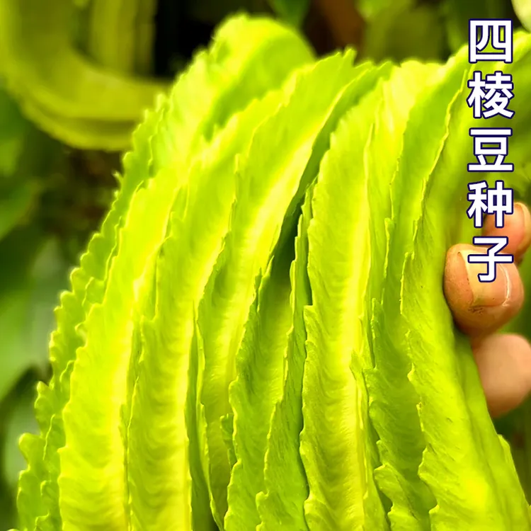 四棱豆种子苗秧种植皇帝豆种籽春秋四季蔬菜种孑豆角四棱豆种籽