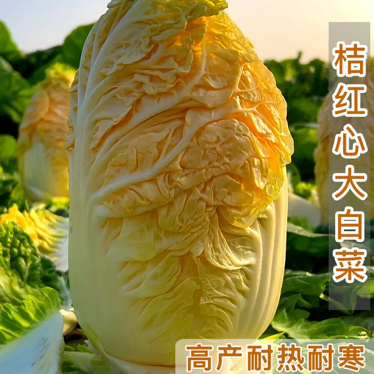 桔红心大白菜种子 春秋季耐热蔬菜种子四季阳台庭院盆栽容易种植