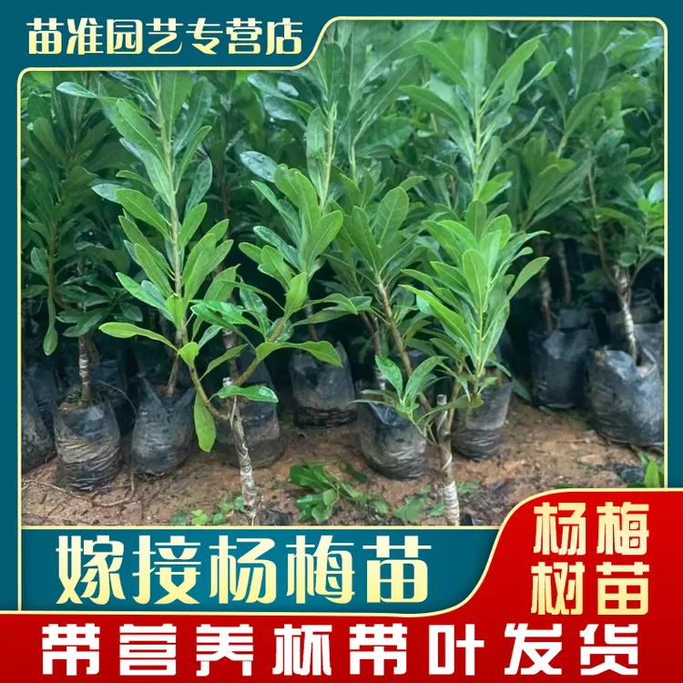 东魁杨梅 水晶白梅 黑炭杨梅 红梅带土带叶发货