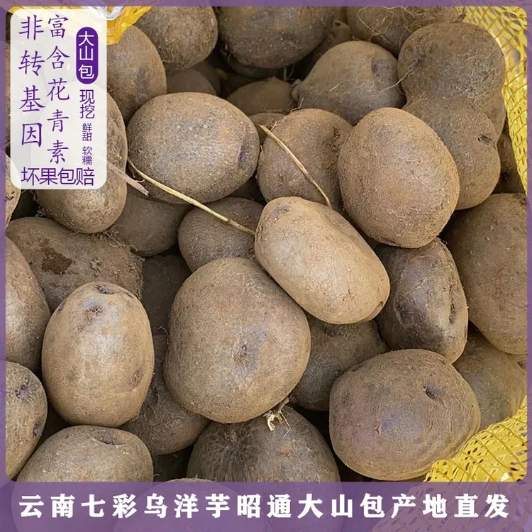 昭通大山包当季好吃营养小黑紫七彩小土豆转转乌心土豆绿色种植