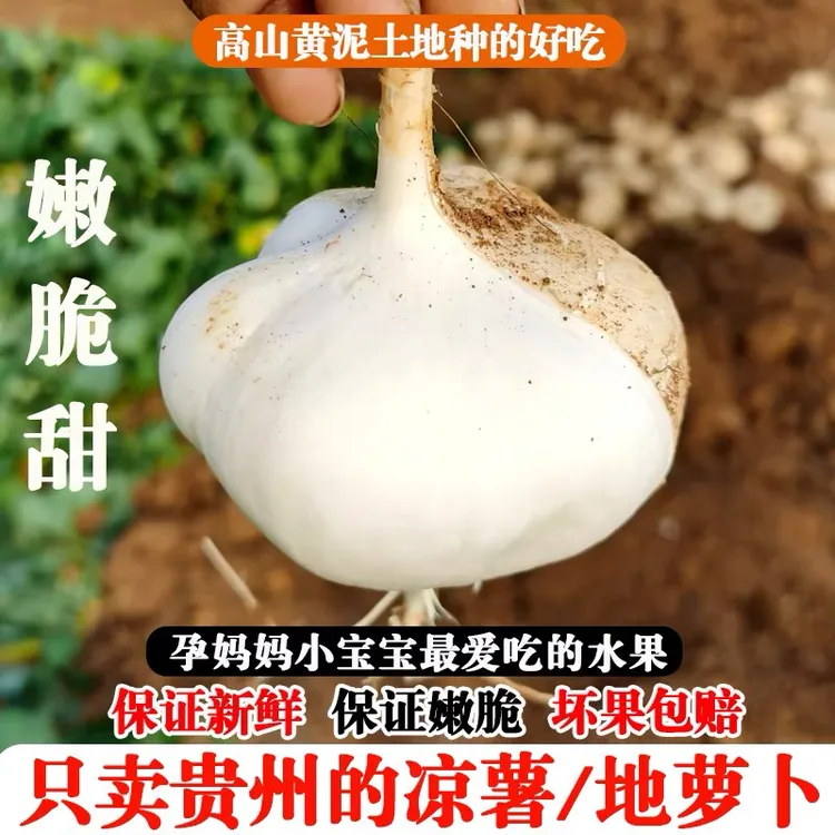 【凉薯(地瓜)】新鲜现挖洋薯清甜汁水丰富