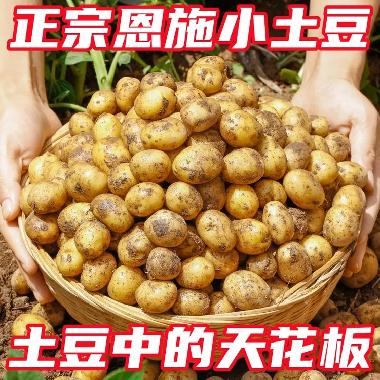 恩施小土豆自种美味马铃薯黄心土豆自种农家生态健康3斤5斤9