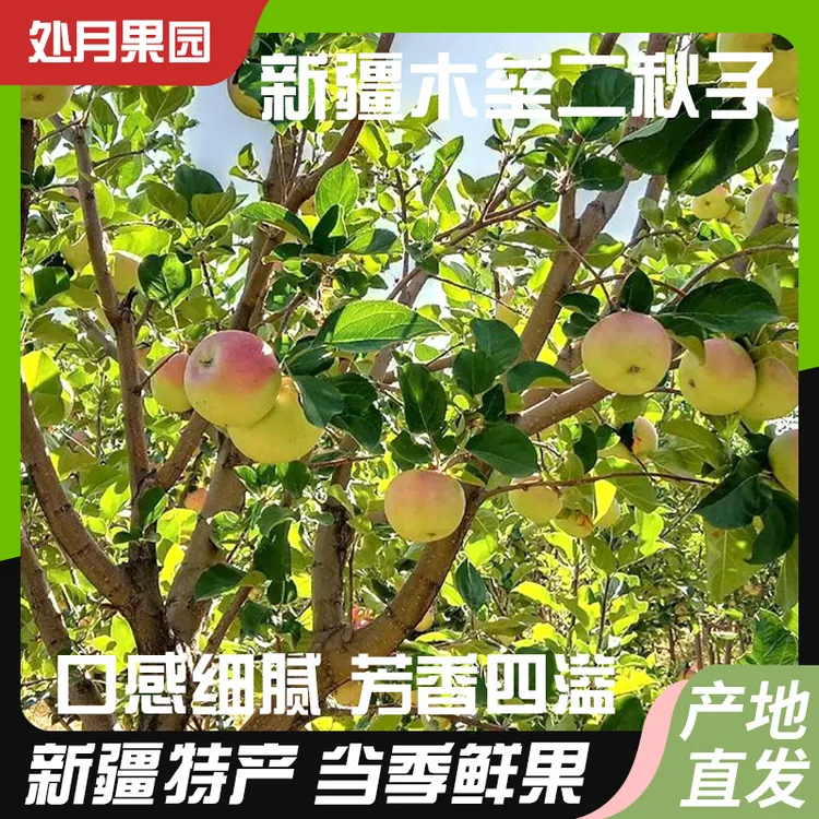 正宗新疆木垒县秋丽梦酸甜口感新鲜水果原生态二秋子整箱芳香四溢