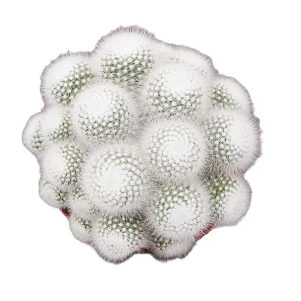 白雪公主群生【满20包邮】多肉仙人球植物装饰实物上盆发货种植固定