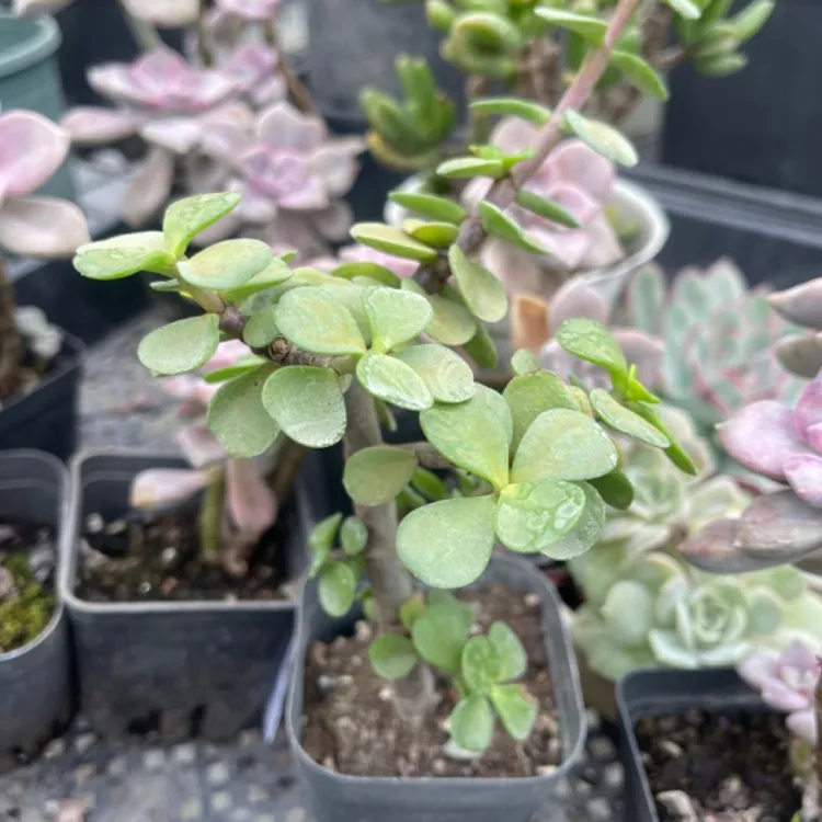 金枝玉叶多肉盆景高10厘米盆栽室内外绿植