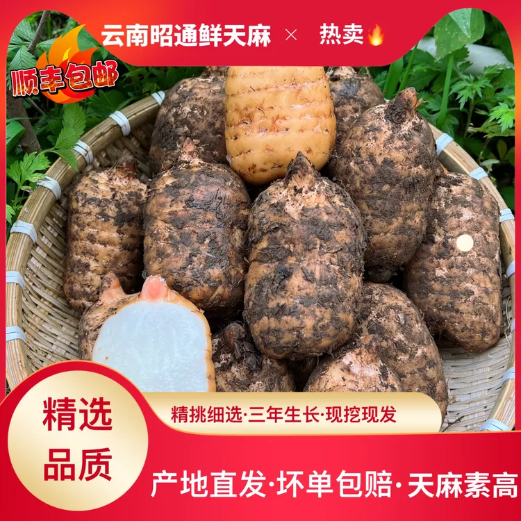 【湛江铁三角专属】云南昭通高山天麻小草坝新鲜天麻产地直发