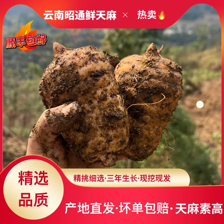 【新鲜天麻】云南昭通高山天麻小草坝天麻顺丰产地直发仿野林下生长