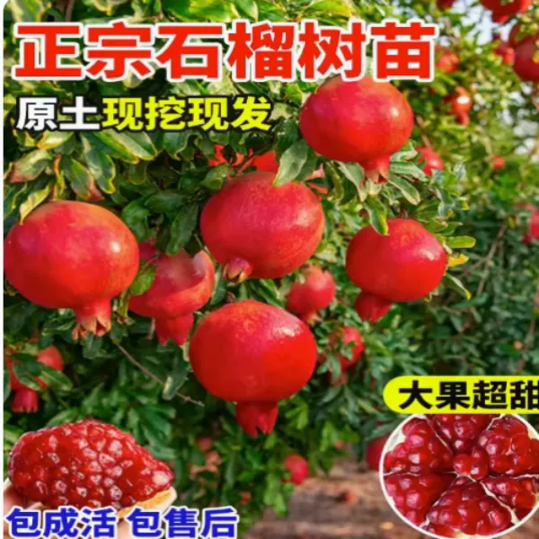 突尼斯软籽优质石榴树苗盆栽地栽庭院种植果树成活大甜石榴树苗