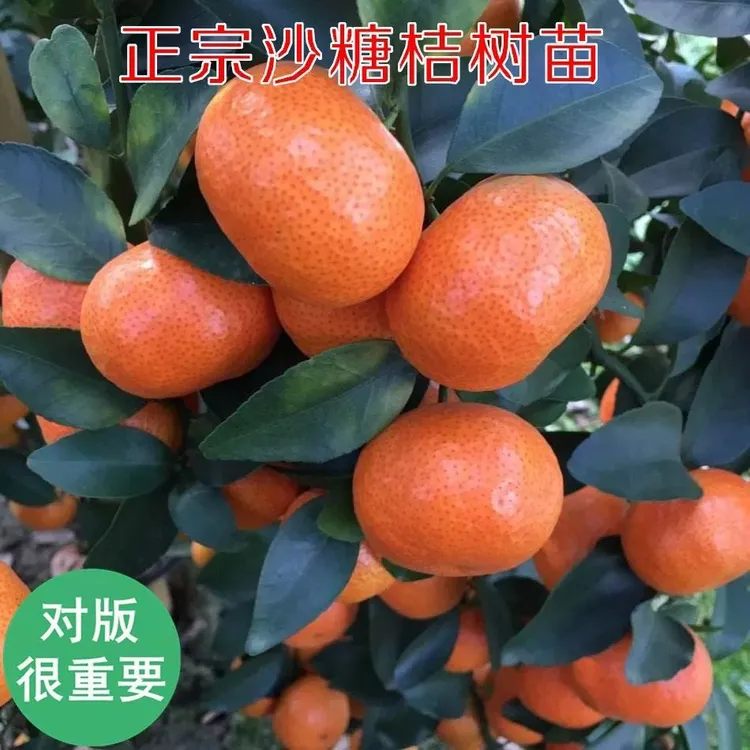 橘子树苗砂糖橘苗树盆栽地栽南方北方种庭院当年结果橘子金桔树苗