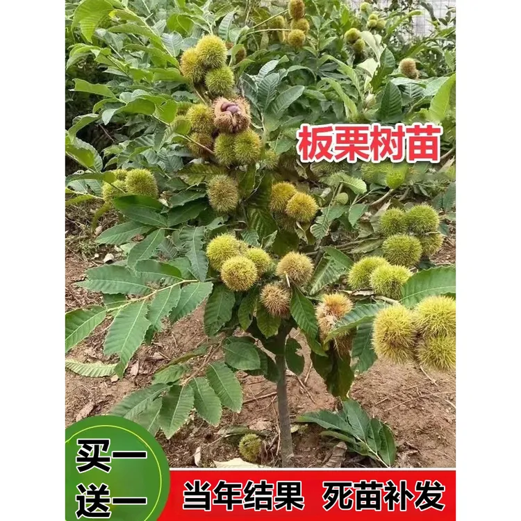 板栗苗树南方北方种植大红袍当年结果地栽特大嫁接板栗树果树果苗