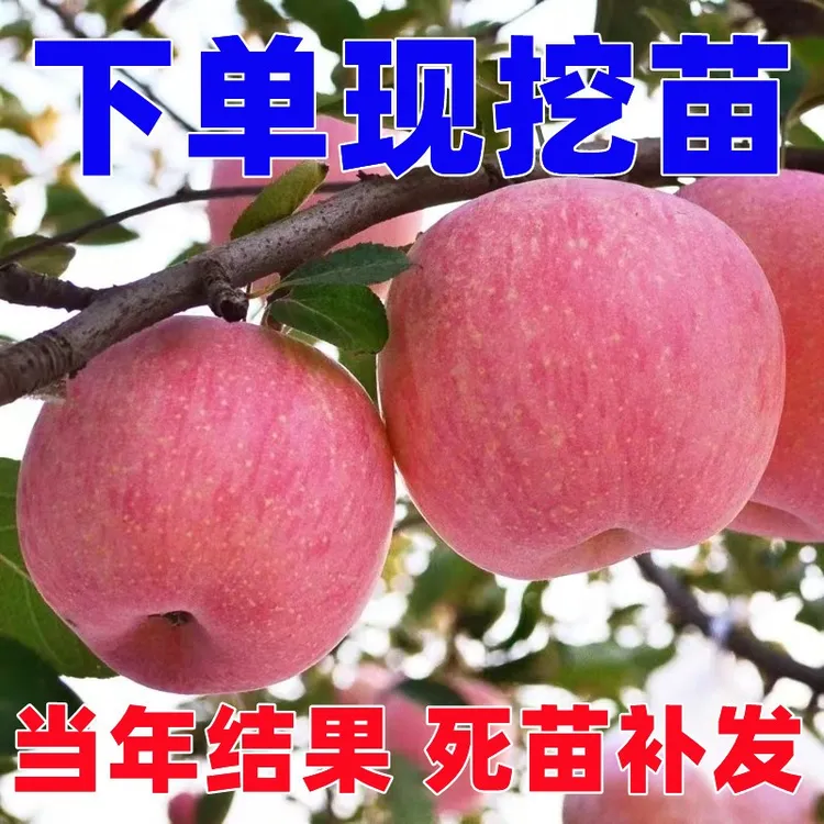 苹果树苗盆栽地栽当年结果矮化特大耐寒红富士苹果苗南方北方种植