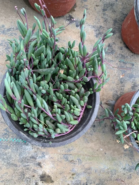 拍一发二 紫玄月吊兰，脱土发货，耐干旱，易扦插