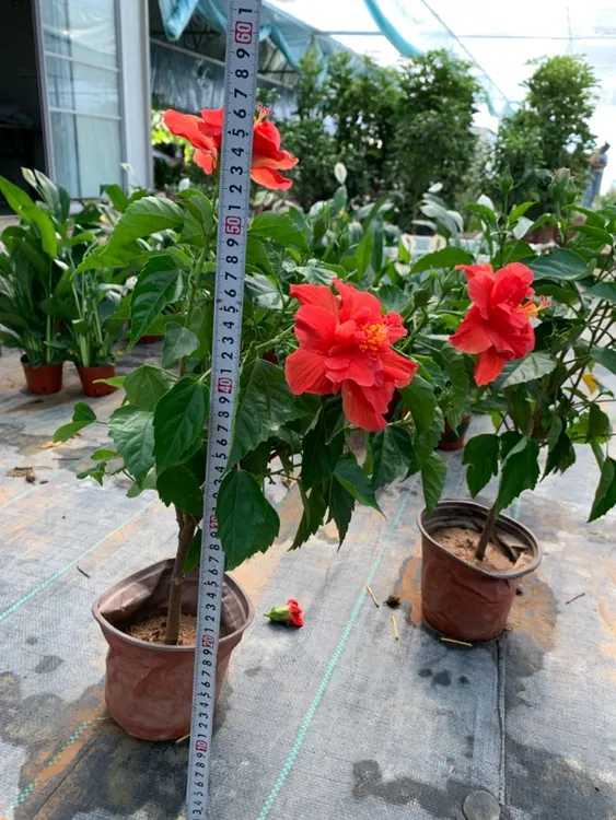 热卖爆款芙蓉牡丹花。带花苞发货，原盆半土，庭院好绿植花卉