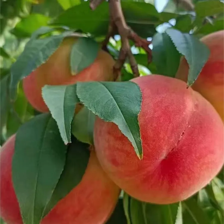 安宁白凤桃12颗装顺丰包邮