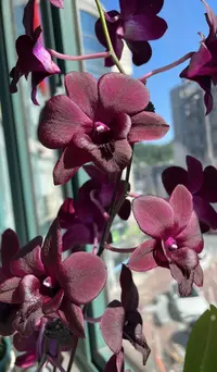 黑猫 【秋石斛】爆花耐寒好养 云南鲜花绿植