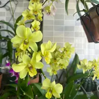 金公主（无花苗）秋石斛黄色爆花好养花期长云南鲜花绿植