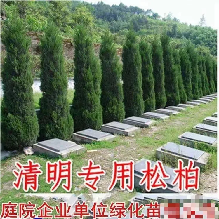 塔柏树苗松树苗侧柏树苗宝塔松柏树苗松柏树苗四季常青树