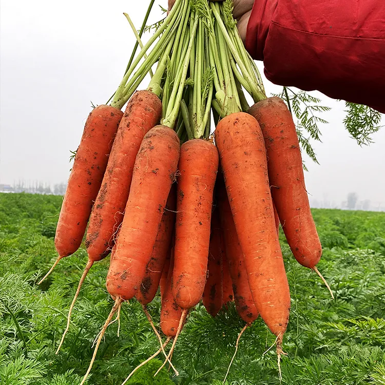  新鲜胡萝卜脆甜可口现挖新鲜胡萝卜营养蔬菜5斤