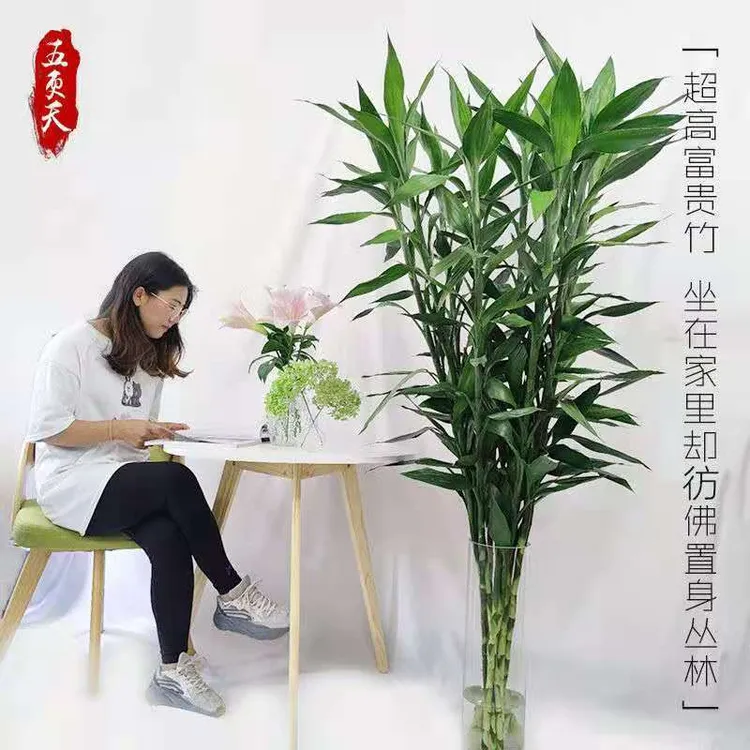 云南富贵竹基地直发办公室家庭客厅水培好养花卉绿物盆栽净化空气