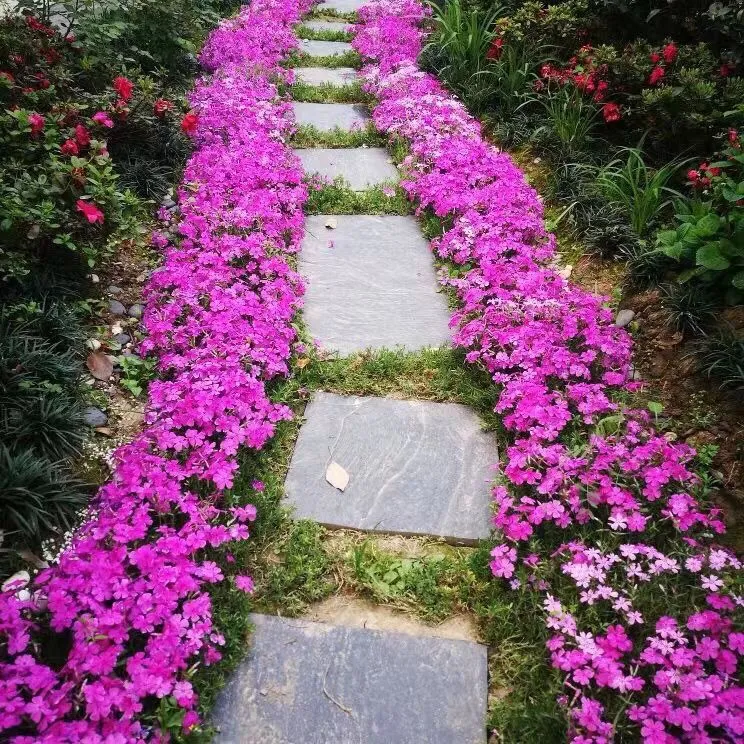 低矮耐寒芝樱花种子福禄考花籽花种四季室外北方阳台见土就活花种