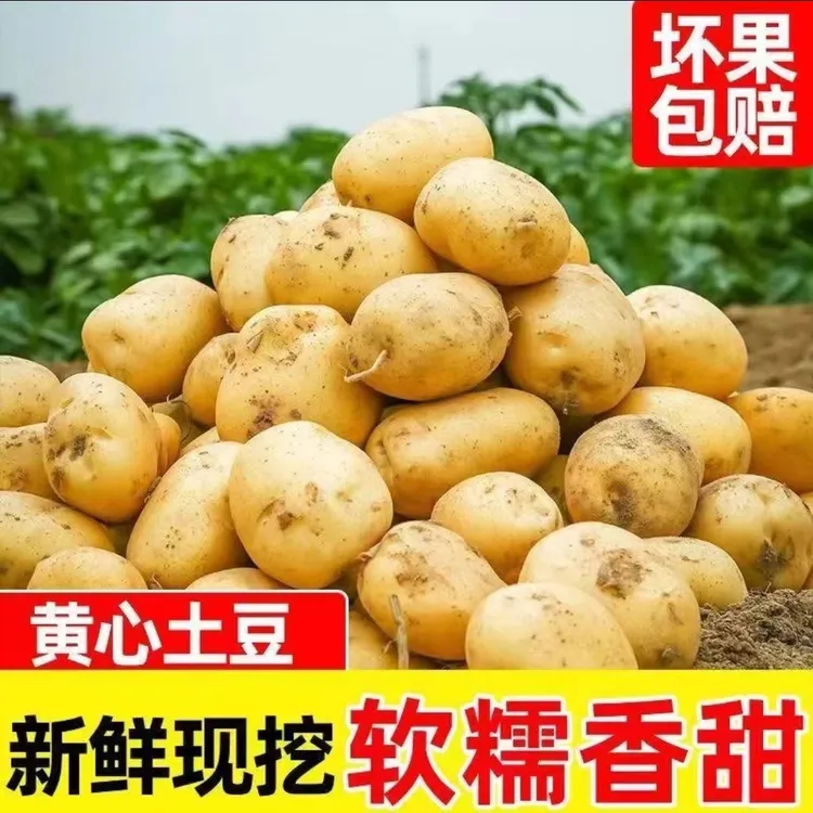 【9.8发5斤土豆】新鲜现挖黄皮土豆炒菜炖汤必备新鲜中马铃薯