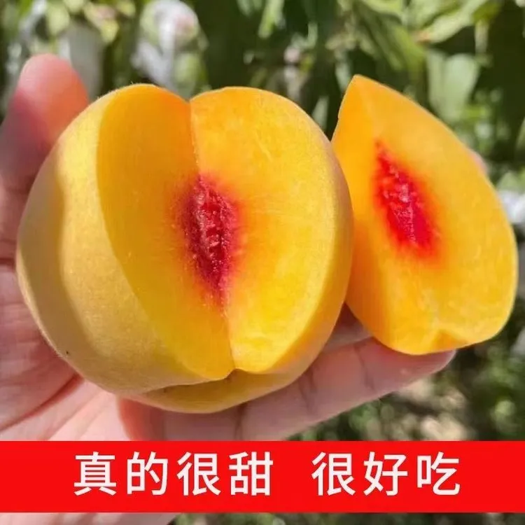 【穗香随】正宗贵州锦绣黄桃新鲜红心桃子大果软糯脆甜当季孕妇水果