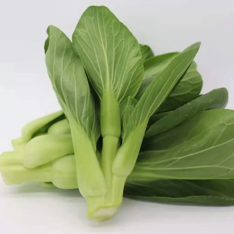 四川菜苔生态小青菜现采现销票儿白鸡毛菜春化苔子上海青新鲜菜苔