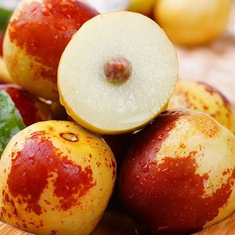 三代冰糖枣树苗盆栽地栽南方北方种植室内室外栽种阳台精品果树