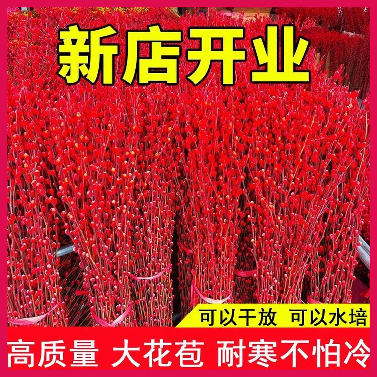 银柳真花鲜枝年宵花卉红色干花福桶银柳水培植物鲜花客厅室内装饰