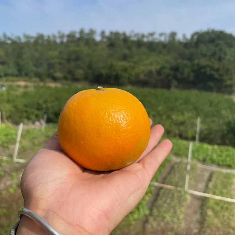 新兴本地沃柑果场现摘