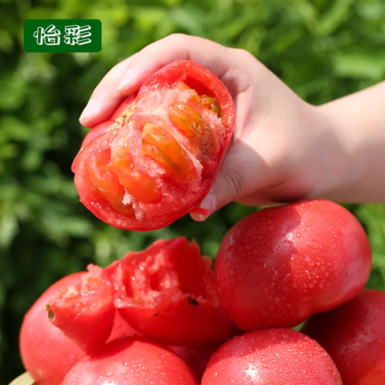 【顺丰包邮】沙漠番茄甘肃民勤西红柿新鲜采摘沙瓢3/5/8斤直供美味