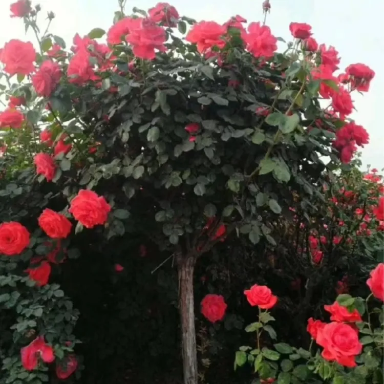 树桩月季花大花浓香型庭院阳台盆栽四季开花植物