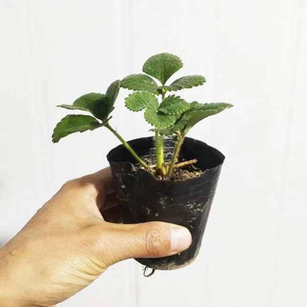 育苗杯秧苗草莓苗四季淡雪草莓南北方阳台宁玉庭院地栽红颜奶油