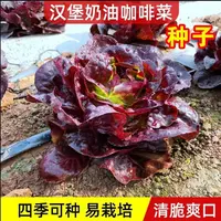 奶油咖啡紫生菜种子苗紫叶生菜种籽春季四季耐寒种籽紫色高产优选