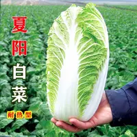 夏阳白菜种子抗热白菜种子大白菜耐寒蔬菜易种高产播种耐热多样