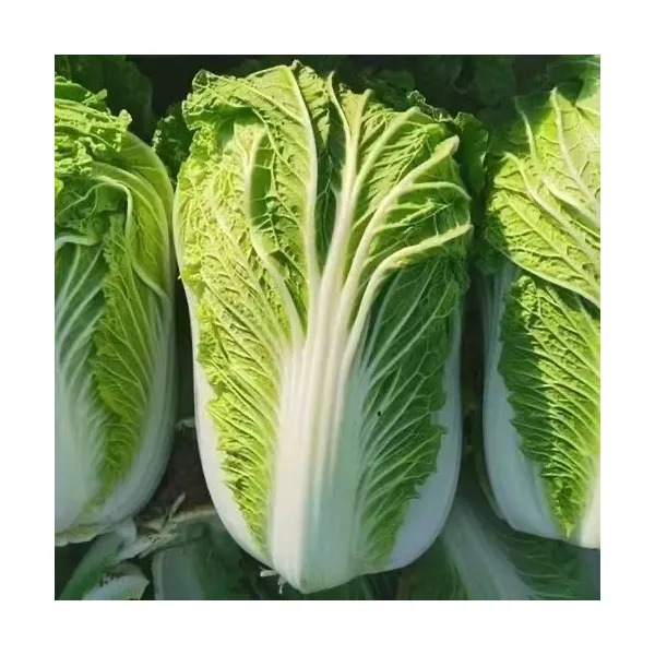 东北大白菜时令蔬菜新鲜现白菜农家自种可腌制酸菜无农药化肥包邮