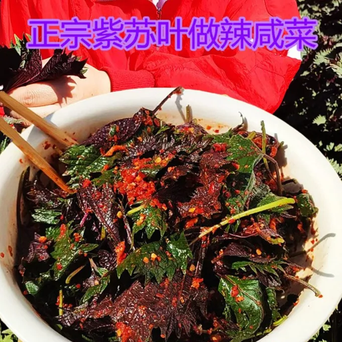 紫苏叶拌咸菜纯紫苏苏子叶